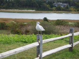 Seagull at Fort Hll IMG 4229